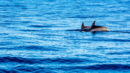 Dolphin watching Madeira Atlantic
