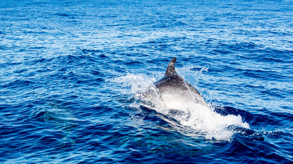Dolphin watching Madeira Atlantic