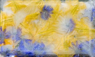 Fototapeta premium Background of pumpkin, marrow, zucchini, chicory (succory) flower frozen in ice