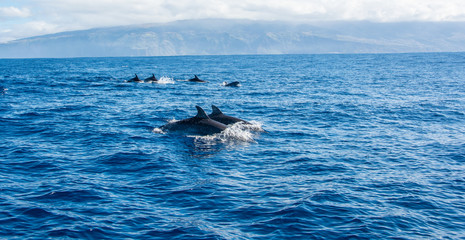Dolphin watching Madeira Atlantic