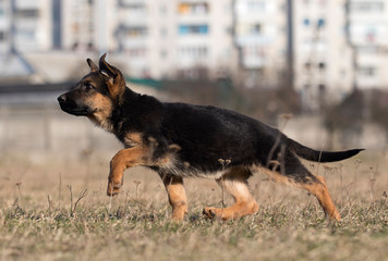 puppy breed German shepherd on a street walk