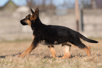 puppy breed German shepherd on a street walk