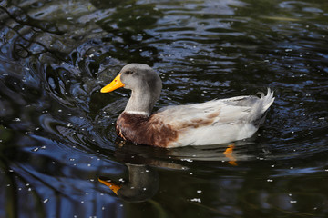 View of domestic duck swimming on the lake