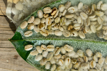 Background of green coffee beans   frozen in ice