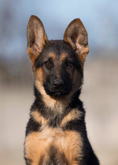puppy breed German shepherd on a street walk