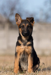 puppy breed German shepherd on a street walk