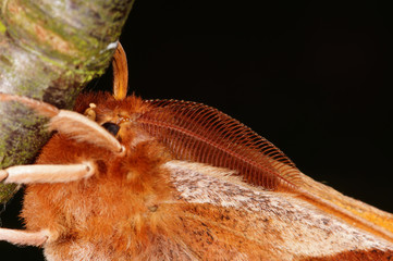 Aglia tau (LINNAEUS, 1758) Nagelfleck DE, NRW, Wuppertal 01.04.2014