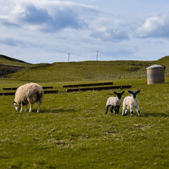 Sheep with baby lambs 