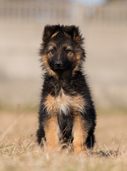 puppy breed German shepherd on the lawn