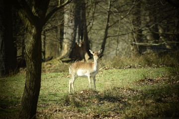 deer in the forest, sarna © Malgorzata