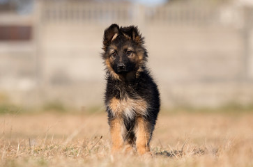 puppy breed German shepherd on the lawn