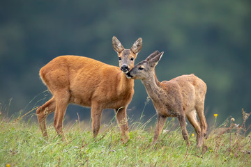 Naklejka na ściany i meble Intimate moment between mother roe deer, capreolus capreolus, doe and fawn touching with noses and standing close together on a meadow
