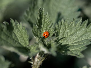 Ladybug