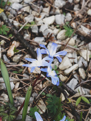 Glory-of-the-snow (Chionodoxa luciliae) flowering in early spring