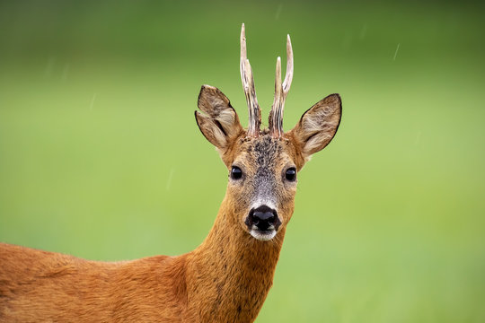 Close up of attentive roe deer, capreolus capreolus, buck standing on a meadow in summer with green blurred background. Wild animal in nature.