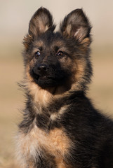puppy breed German shepherd on the lawn