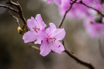 pink flowers of cherry tree