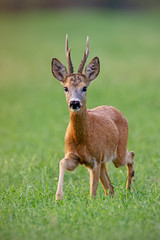 Curious roe deer, capreolus capreolus, buck coming closer on a green hay field in summer with green blurred background.
