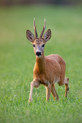 Curious roe deer, capreolus capreolus, buck coming closer on a green hay field in summer with green...