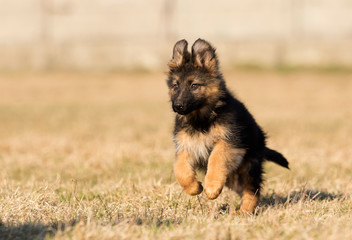 puppy breed German shepherd on the lawn