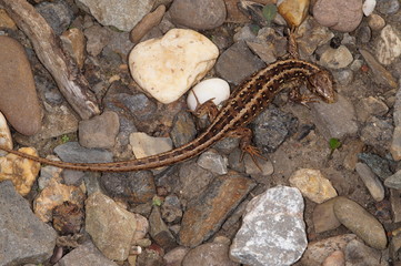 Lacerta agilis Zauneidechse DE, NRW, Wuppertal 12.04.2014