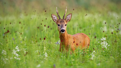 Surprised cute roe deer, capreolus capreolus, buck in summer standing in high grass with green blurred background.