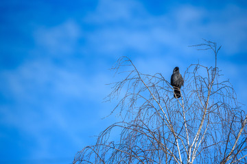 A lone crow sits on a tree against the sky.
