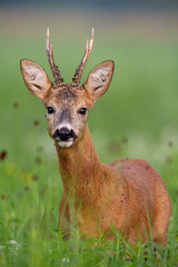 Vertical detail of surprised cute roe deer, capreolus capreolus, buck in summer standing in high grass with green blurred background.