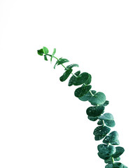 Selective focus of eucalyptus leaves with white color background.For decoration design.botanical plant collection