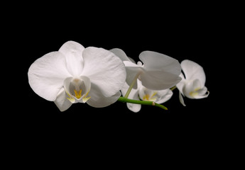 Naklejka na ściany i meble white orchid isolated on black background