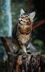 Cat chilling in green garden in daytime lighting.  Brown ticked color cat sitting out door in a park. Big cat looking at the front in autumn garden. Yellow eyes Maincoon.