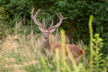 Red deer, cervus elaphus, stag with big antlers covered in velvet standing in young forest in high vegetation.