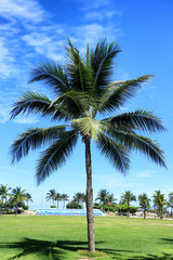 Fototapeta premium Coconut trees at public park