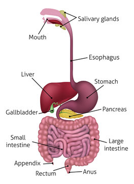 Medical anatomy illustration of  human gastrointestinal digestive system including intestines or gut with labels