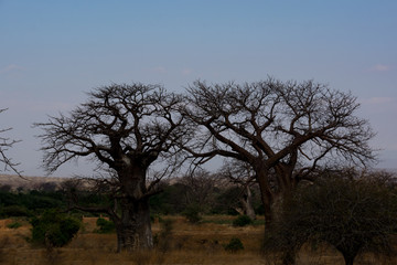 Plakat African Landscape with Baobab Trees and Mountains 