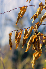 Wiosenne obrazy Podlasia. Drzewa, kwiaty, rośliny © podlaski49