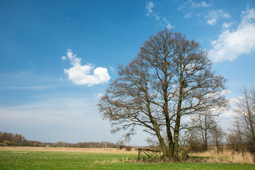 A huge tree growing in the meadow and clouds in the sky