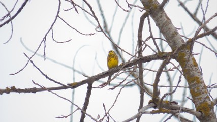 Birds in the forest on a tree in spring