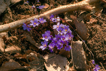 Wiosenne obrazy Podlasia. Drzewa, kwiaty, rośliny