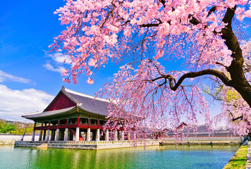 View of the beautiful cherry blossoms next to a lake at the Gyeongbok Palace in spring in Seoul,...