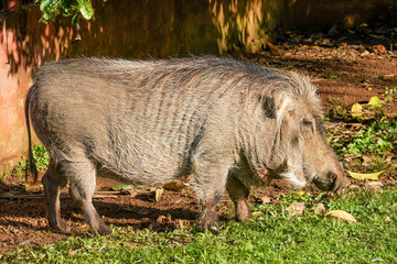 Warthog in Ziwa park