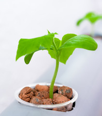 Vegetables hydroponics farm. Hydroponics method of growing plants.