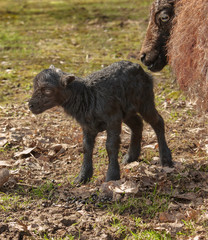 Freshly new born black ouessant sheep