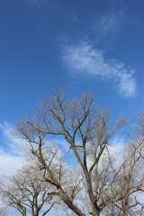 Tree with cloudy sky