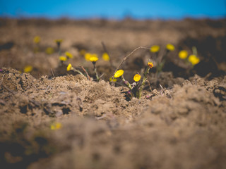 Polne kwiaty © ar2r.e