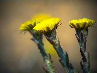 Kwiaty polne makro © ar2r.e