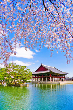 Fototapeta View of the beautiful cherry blossoms next to a lake at the Gyeongbok Palace in spring in Seoul, South Korea.