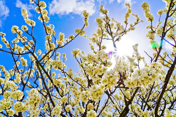 View of the cherry blossoms in spring in Seoul, South Korea.