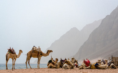 caravan lying camels in desert of Egypt Dahab South Sinai