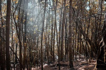 forest in autumn